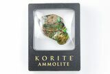 Iridescent Ammolite (Fossil Ammonite Shell) - Alberta, Canada #197516-1